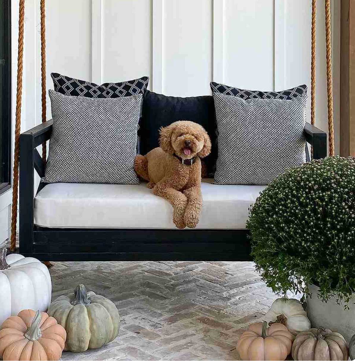 good porch swing with a dog