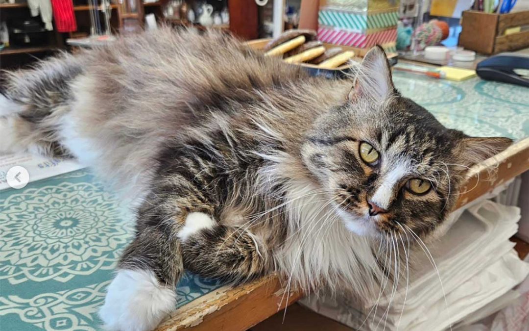 Happy birthday to everyone’s favorite feline at The Market at Macvicar